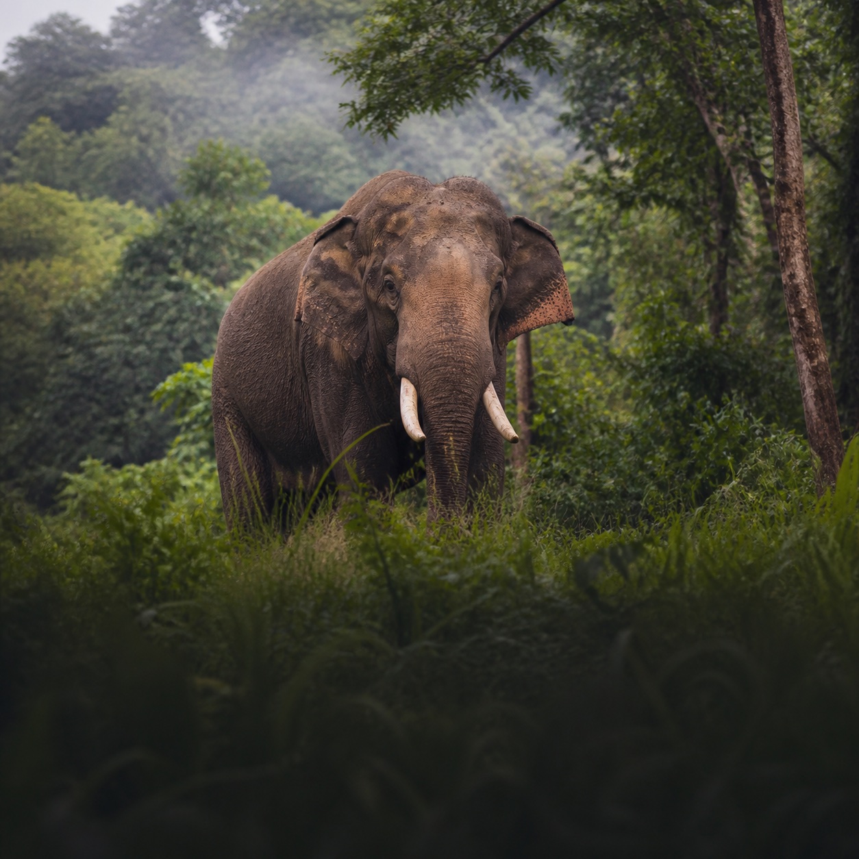 Wildlife travel experience